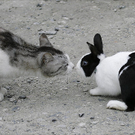 Oddest-Animal-Couples-24.jpg