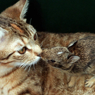 Oddest-Animal-Couples-25.jpg