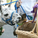 Oddest-Animal-Couples-26.jpg