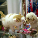 Oddest-Animal-Couples-27.jpg
