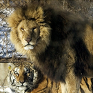Oddest-Animal-Couples-28.jpg