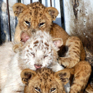 Oddest-Animal-Couples-29.jpg