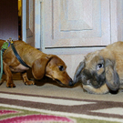Oddest-Animal-Couples-31.jpg