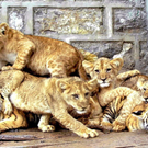 Oddest-Animal-Couples-32.jpg