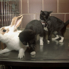 Oddest-Animal-Couples-33.jpg