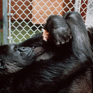 Oddest-Animal-Couples-8.jpg