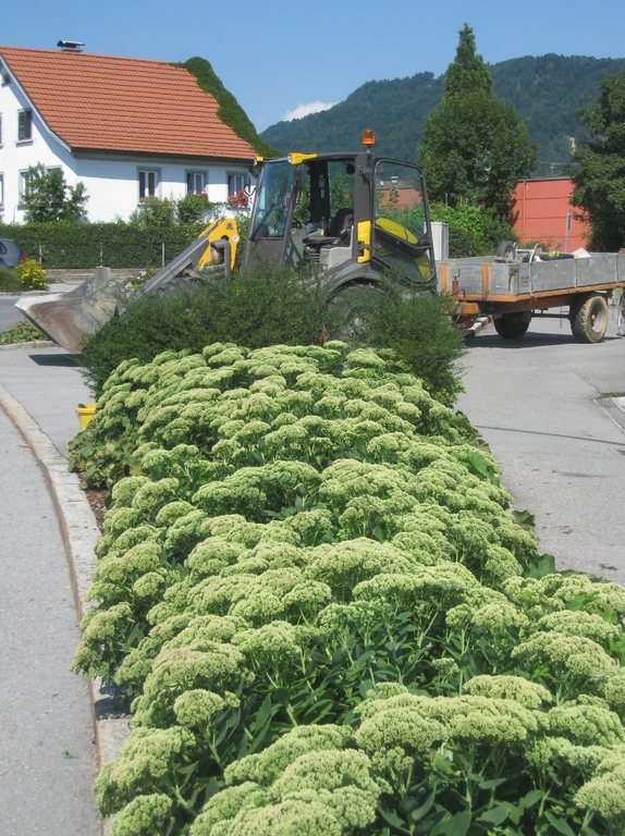 Blumenklau Aufruf _5__jpg-1281508038