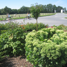 Blumenklau Aufruf _1__jpg-1281507976
