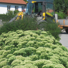 Blumenklau Aufruf _6__jpg-1281508059