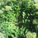 Blumenklau Aufruf _7__jpg-1281508076