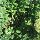 Blumenklau Aufruf _8__jpg-1281508091