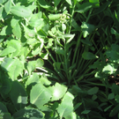 Blumenklau Aufruf _9__jpg-1281508102