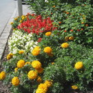 Blumenklau Aufruf _2__jpg-1281507991