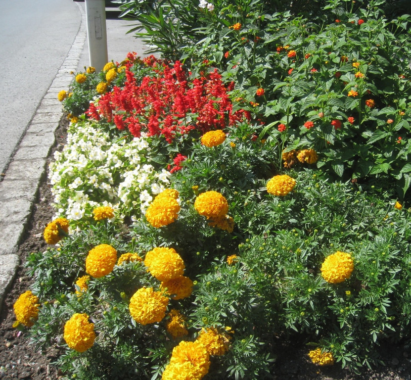 Blumenklau Aufruf _2__jpg-1281507991