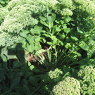 Blumenklau Aufruf _10__jpg-1281508118