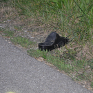 10082010traktrfibaktivnews_20_4_.jpg
