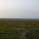 nsg_rheindelta_mockenried2_jpg-1281544701