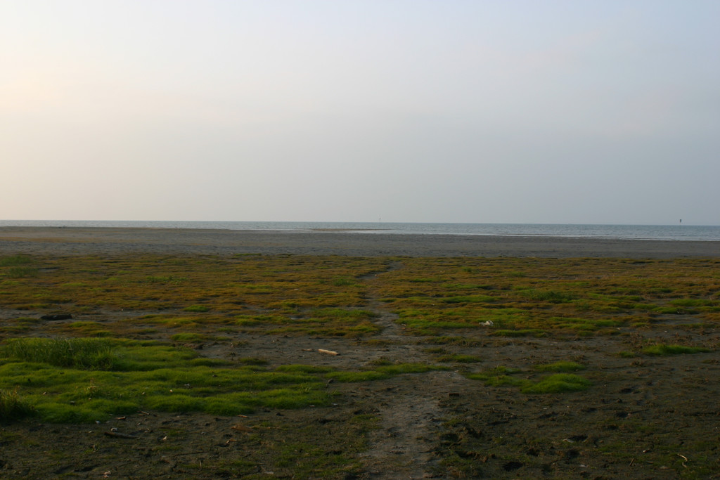 nsg_rheindelta_mockenried2_jpg-1281544701