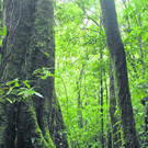 nebelwald1_rbvn_487182463.jpg