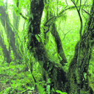 nebelwald2_rbvn_487182523.jpg