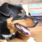 Tiere der Woche: Appenzeller-Mischling "Chris"