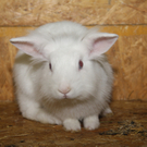 Tiere der Woche KW 32: Kleintiere
