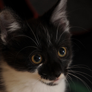 Zwei Katzenbabies suchen ein neues Zuhause