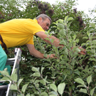 Sommerschnittkurs, Obst- und Gartenbauverein