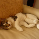 Schmusekater