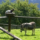 sm_gemeinde_wildkiosk14.JPG