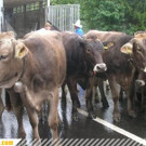 Alpabtrieb der Alpe Formarin