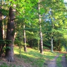 roethis11.jpg