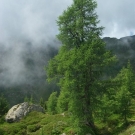 roethis12.jpg