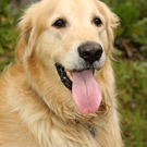 Vermittlungstier: Golden Retriever Conny