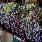 DSC01225.JPG