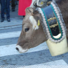 3613557.jpg