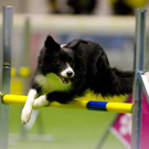 Die Agility-WM 2009 in Dornbirn ist eröffnet