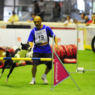 Die Agility-WM 2009 in Dornbirn ist eröffnet
