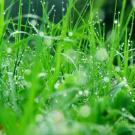 Gras