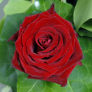 _DSC06260004.JPG