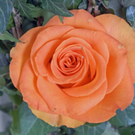 _DSC06310005.JPG