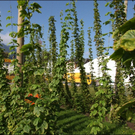 HK_brauerei _48_.jpg