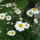DSC00786.JPG