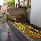 Mostpressen laufen auf Hochtouren 