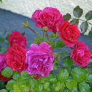 _DSC01760010.JPG