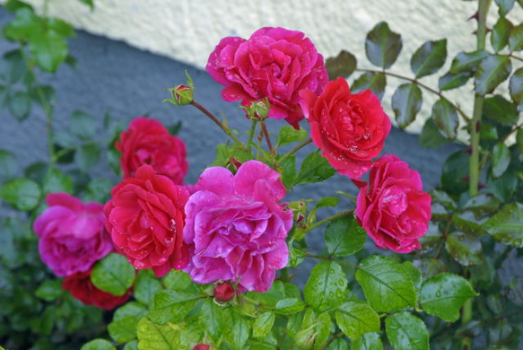 _DSC01760010.JPG