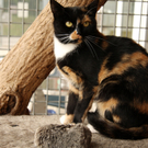 Vermittlungstier: Katze Barbara