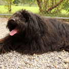 Vermittlungstier: Hund Justin