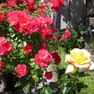 CIMG0563.JPG