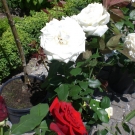 CIMG0564.JPG